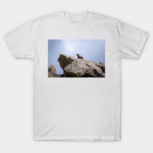 Marmot on Rock T-Shirt